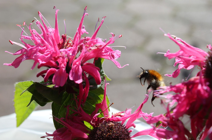 Foto von Delia Evers zeigt anfliegende Hummel an Indianernessel